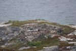 batteriestuetzpunkt_ijarfjorden_2025_021