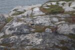 batteriestuetzpunkt_ijarfjorden_2025_022
