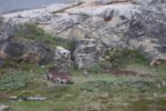 batteriestuetzpunkt_ijarfjorden_2025_023
