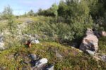 hkb_1-478_buholmen_2023_028