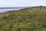 hkb_1-480_smalfjordnes_2023_043