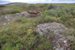 hkb_1-480_smalfjordnes_2023_128