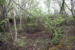 hkb_1-974_laukvik_2025_065