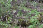 hkb_1-974_laukvik_2025_089