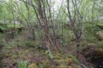 hkb_1-974_laukvik_2025_094