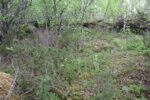 hkb_1-974_laukvik_2025_100