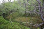 hkb_1-974_laukvik_2025_262