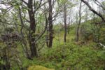 hkb_1-974_laukvik_2025_285