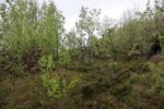 hkb_1-974_laukvik_2025_293
