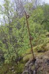 hkb_1-974_laukvik_2025_300