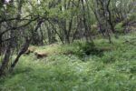 hkb_1-983_haagenes_2023_120