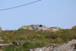 hkb_67-977_ferkingstad_2023_024