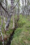 hkb_11-972_nordeidet_2025_009
