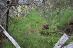 hkb_15-983_aspenes_2023_006