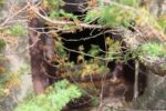 hkb_15-983_aspenes_2023_022