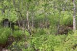 hkb_18-974_purkneset_2025_055