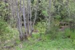 hkb_18-974_purkneset_2025_078
