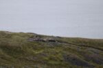 hkb_2-971_honnigsvaag_2023_002