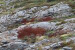 hkb_23-975_hevnskjoel-nord_2024_110