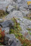 hkb_25-978_husvik_2025_042
