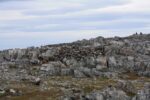 hkb_3-448_hamningberg_2019_004