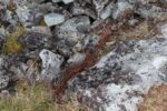 hkb_3-448_hamningberg_2023_010
