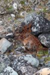 hkb_3-448_hamningberg_2023_101