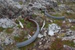 hkb_3-448_hamningberg_2023_117