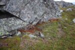 hkb_3-448_hamningberg_2023_123