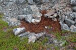 hkb_3-448_hamningberg_2023_234
