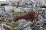 hkb_3-448_hamningberg_2023_238