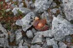 hkb_3-448_hamningberg_2023_245