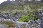 hkb_31-971_porsanger_2019_047