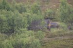 hkb_31-971_porsanger_2025_047