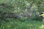 hkb_31-971_rottenvik_2023_030