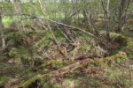 hkb_25-972_rottenvik_2025_014