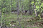 hkb_25-972_rottenvik_2025_030