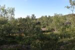 hkb_31-974_ulvingen_2023_043