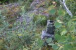 hkb_31-974_ulvingen_2023_106