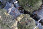hkb_31-974_ulvingen_2023_113