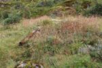 hkb_32-971_oeksfjord_2023_012
