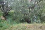 hkb_32-973_tjelneset_2023_086
