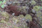 hkb_35-973_saltvikneset_2023_079