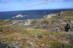 hkb_4-448_kongsfjord_2019_104