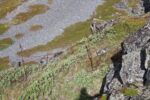 hkb_4-448_kongsfjord_2019_122