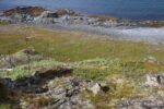 hkb_4-448_kongsfjord_2019_124