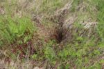 hkb_4-972_langli_2025_015
