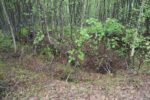 hkb_4-972_langli_2025_034