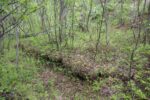 hkb_4-972_langli_2025_056