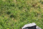 hkb_4-981_zug-aspenes_2023_021